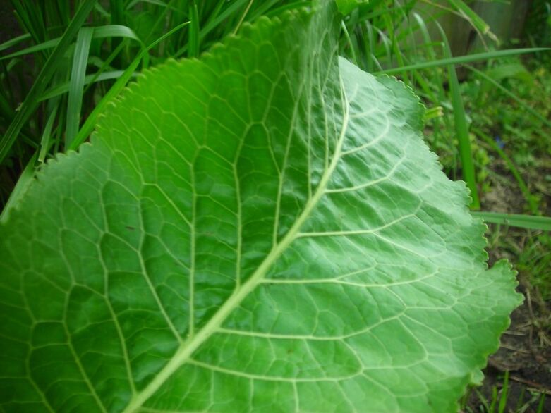 raifort pour l'ostéochondrose cervicale
